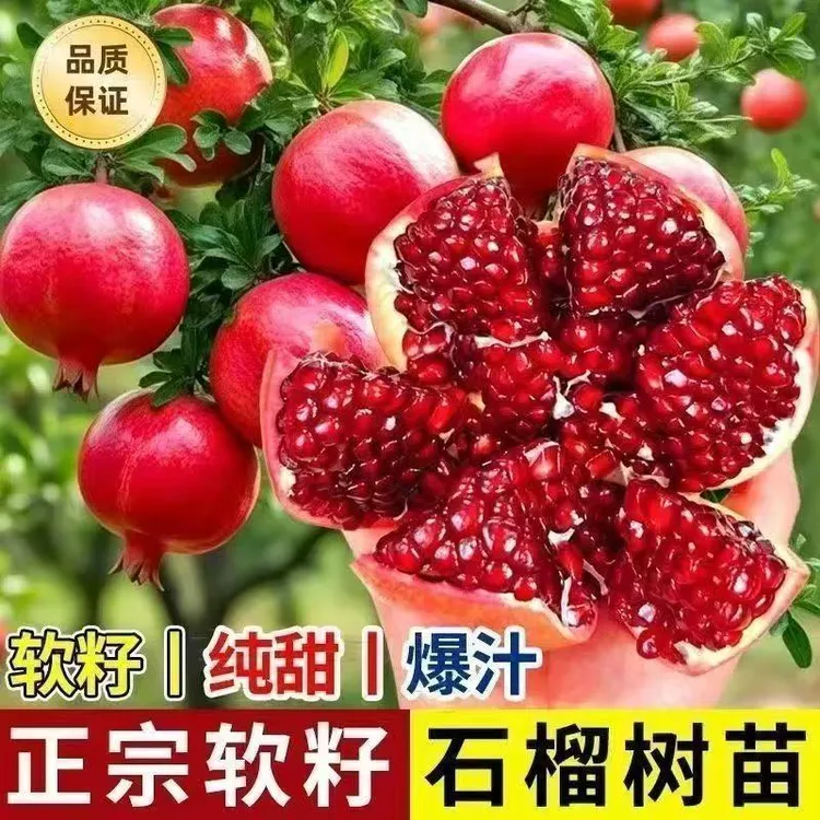 正宗嫁接突尼斯软籽石榴树苗耐寒当年结果特大南北方均可种植盆地商品图