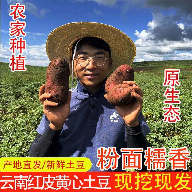 云南红皮黄心土豆高原种植农家现挖现发粉糯香甜蒸煮炸烤农产品