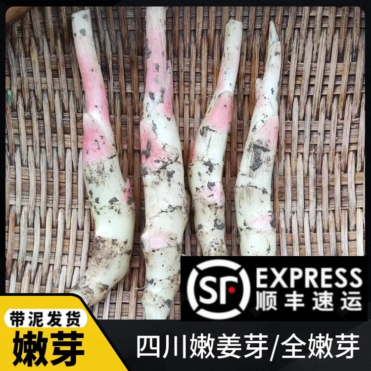 新鲜【嫩姜芽】四川乐山嫩子姜仔姜现挖发货西坝嫩姜应季新鲜蔬菜