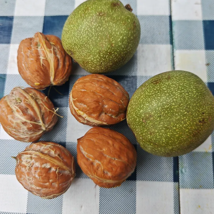 正宗宜君清香型核桃精品果现剥薄皮湿核桃油香脆可当孕妇水果零食
