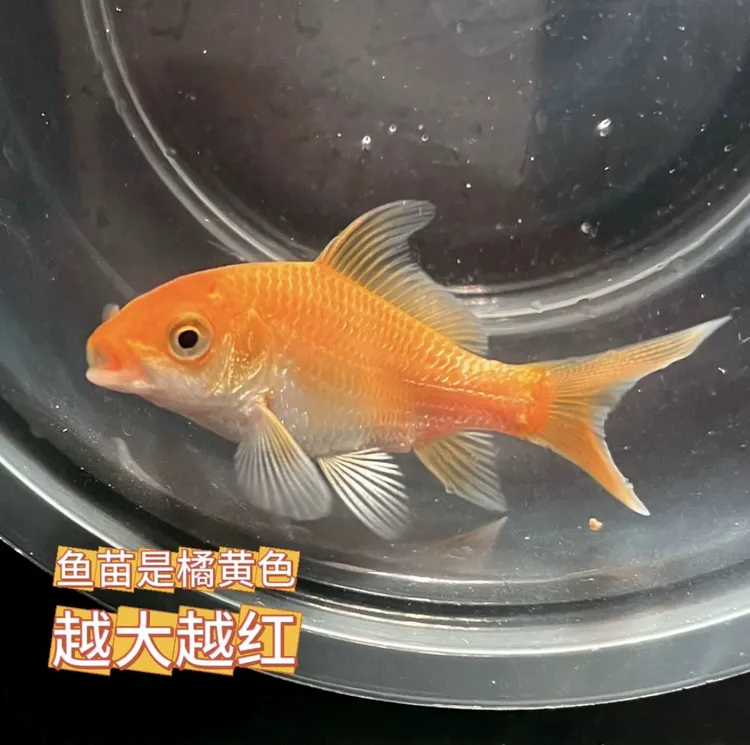 台湾蝴蝶鲤球体短身大鳍长尾冷水观赏鱼苗活体健康养殖鱼观赏鱼