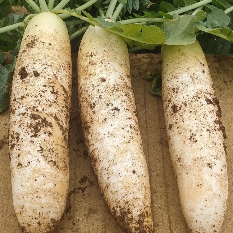 贵州高山新鲜白萝卜生吃脆甜可炖汤可做泡菜的蔬菜