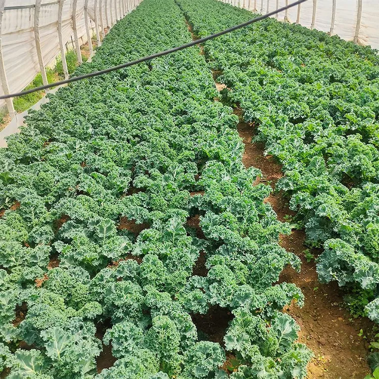 山东新鲜羽衣甘蓝嫩叶甘兰芥蓝菜叶西餐沙拉榨汁蔬菜食材现摘绿色