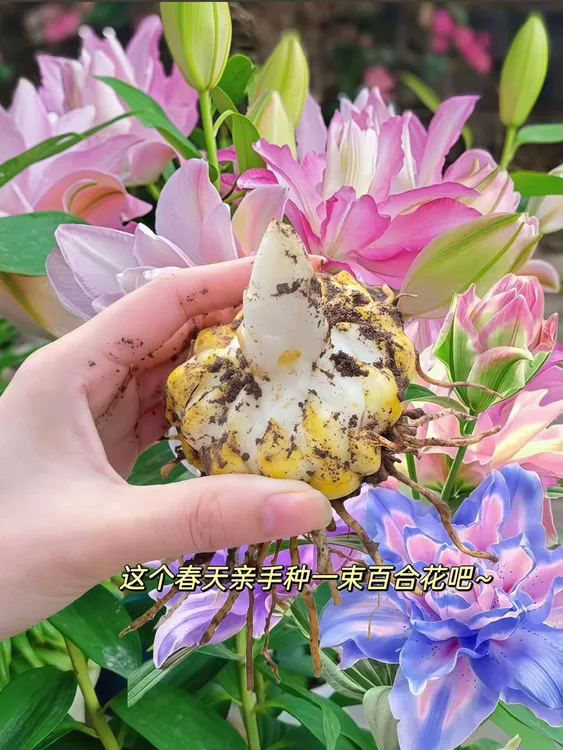 （送盆栽好）重瓣浓香香水百合种球栽室内外耐寒热好养活花卉