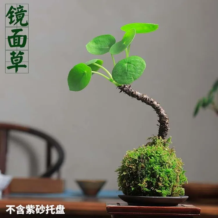 苔藓球镜面草清雅书房茶桌办公室禅意庭院室内绿植物盆栽盆景客厅