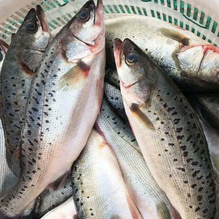 顺丰次日达【4条大海鲈】深海新鲜海鲈鱼鲜嫩美味海鱼活鱼整条