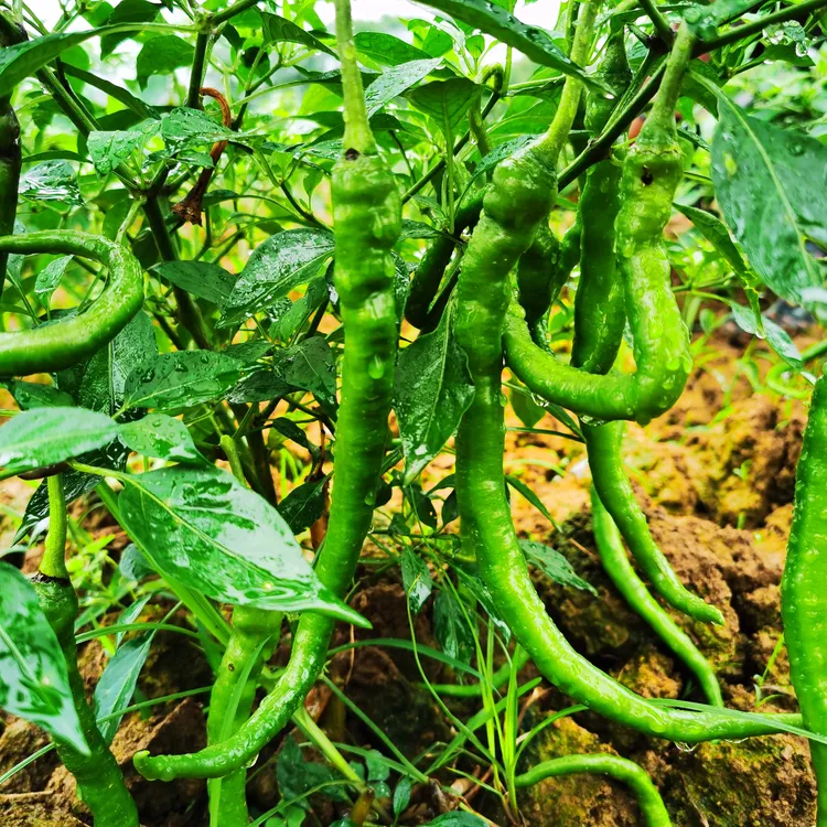 湖南衡阳本地农户种植皱皮辣椒薄皮【青辣椒】