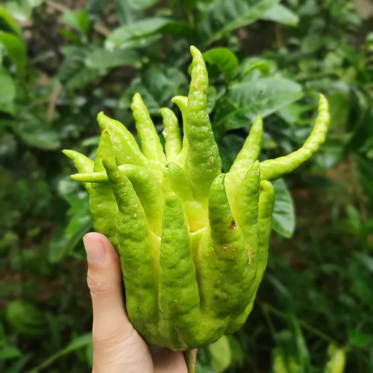 新鲜现摘佛手柑带枝可水培观赏闻香食用天然清香潮汕香橼老香黄