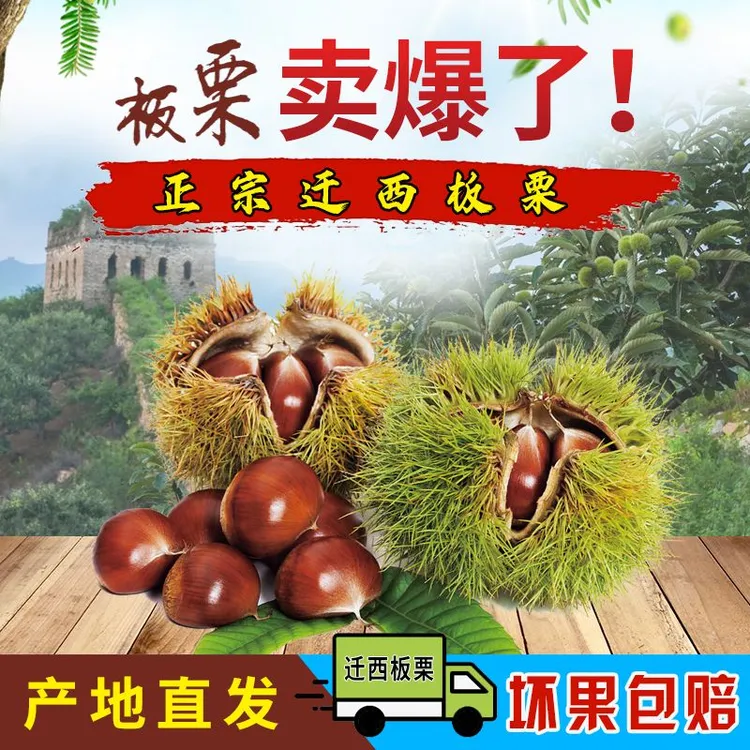 2025年新鲜下树 正宗迁西板栗 1/3/5斤产地直发坏果包赔糖炒生鲜