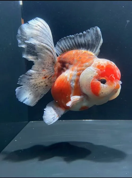 短尾泰狮金鱼【到货录开箱视频无开箱视频不包售后】