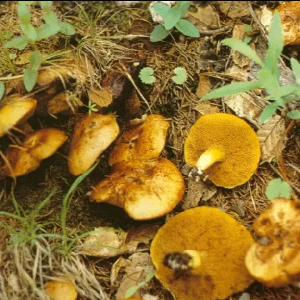 野生菌组合可用于火锅煲汤，干货