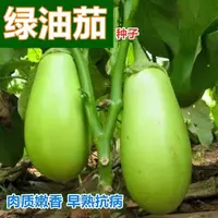 【全店满5元包邮】绿油茄种子青茄子绿皮耐寒四季蔬菜种茄子种籽