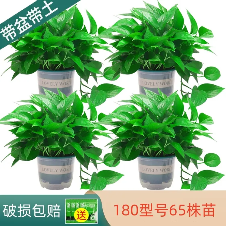 绿萝基地批发室内绿植物除甲醛长藤新房盆栽家用吸甲醛大绿箩直销
