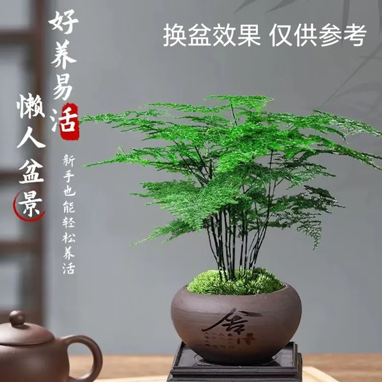 工位文竹盆栽室内外通用四季常青好养活办公室桌面小绿植