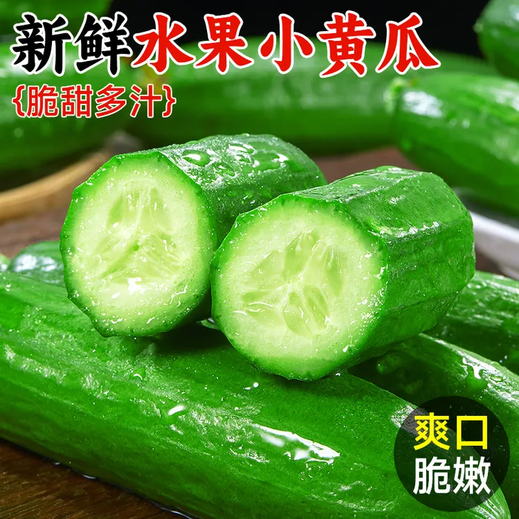 山东现摘寿光水果小黄瓜新鲜黄瓜甜脆小青瓜蔬菜农家自种生吃