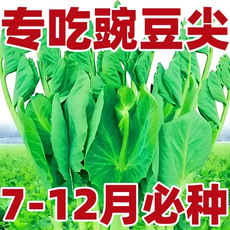 B1无须豌豆苗种籽豌豆种籽尖芽苗菜种子四季蔬菜豌豆苗种碗豆种籽