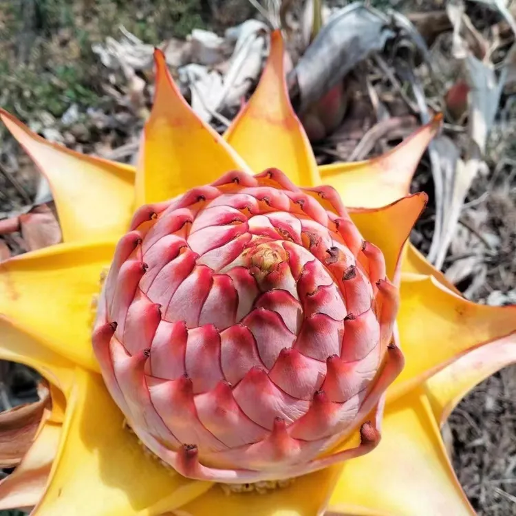 【地涌金莲】云南花卉绿植包邮花苞盆栽易活养护耐寒珍稀大花适宜