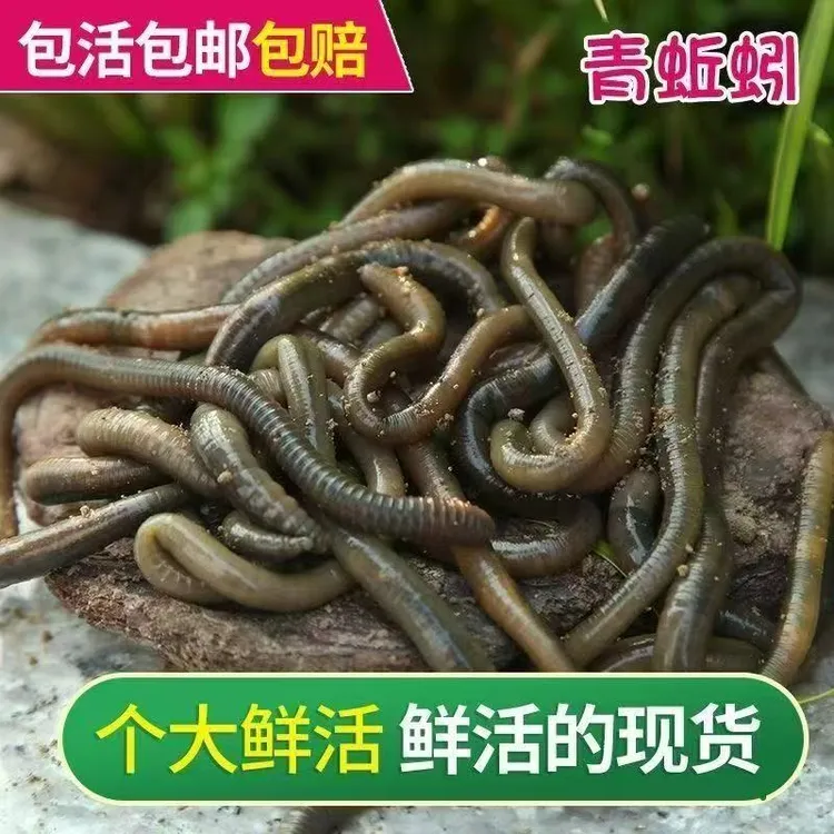 青蚯蚓鲜活黑蚯蚓钓黄饵活体垂钓养殖基地直发鳝鱼