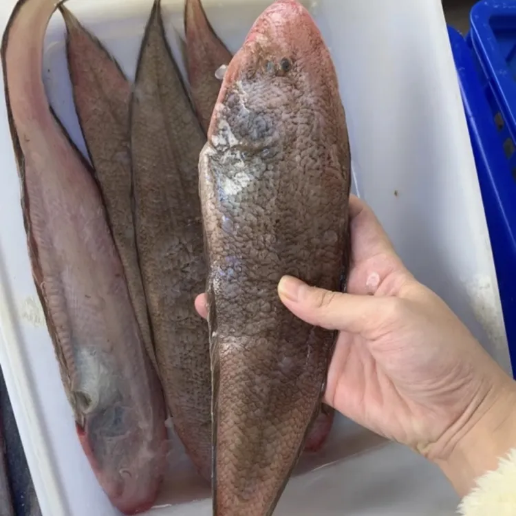 神泉港 大条的红婵龙利鱼龙舌帮杀 5斤顺丰冷链包邮