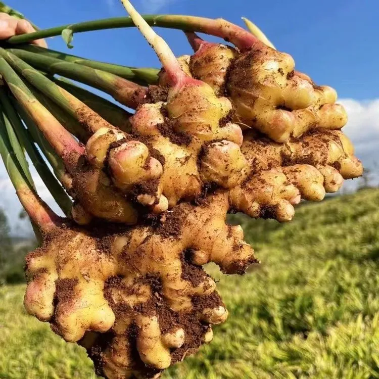 正宗贵州小黄姜新鲜现挖生姜老姜月子姜山地种植香味浓郁辛辣适中