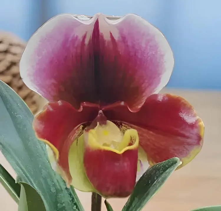 兜兰红肉饼 红色大花 壮苗双花剑耐开好养 130硬胶盆 花色随机