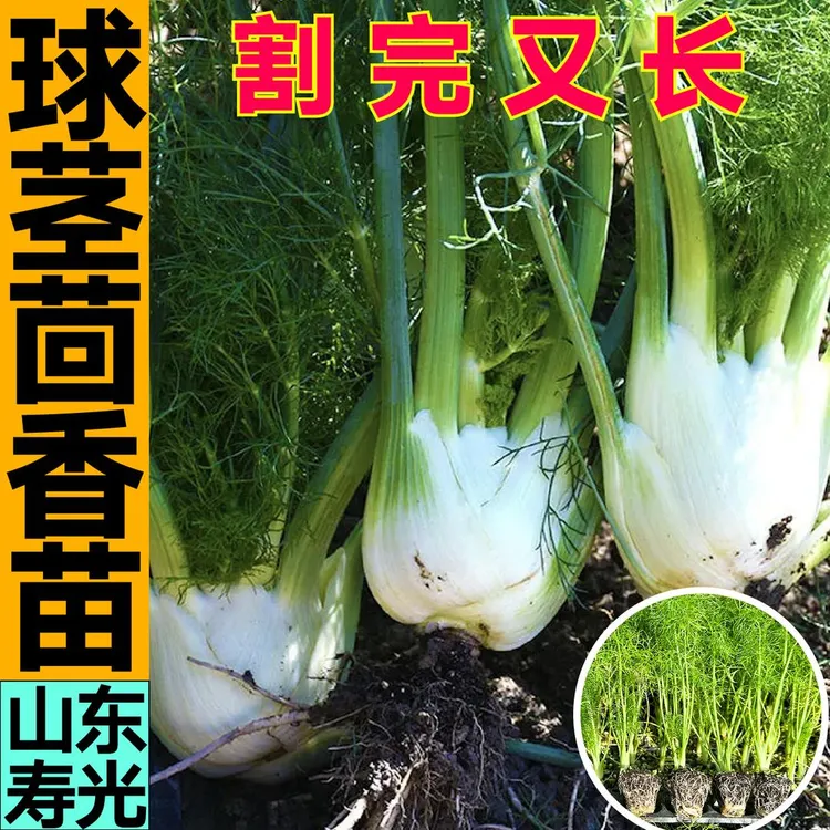 割完又长寿光球茎茴香秧苗带土味浓结球茴香割茬茴香种子四季盆栽