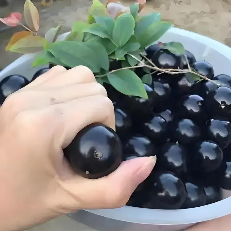 【霞】沙巴嘉宝果苗   老桩沙巴   盆栽   地栽树苗