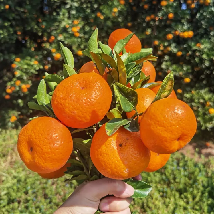 安化宝塔山南金南丰橘子纯甜无酸