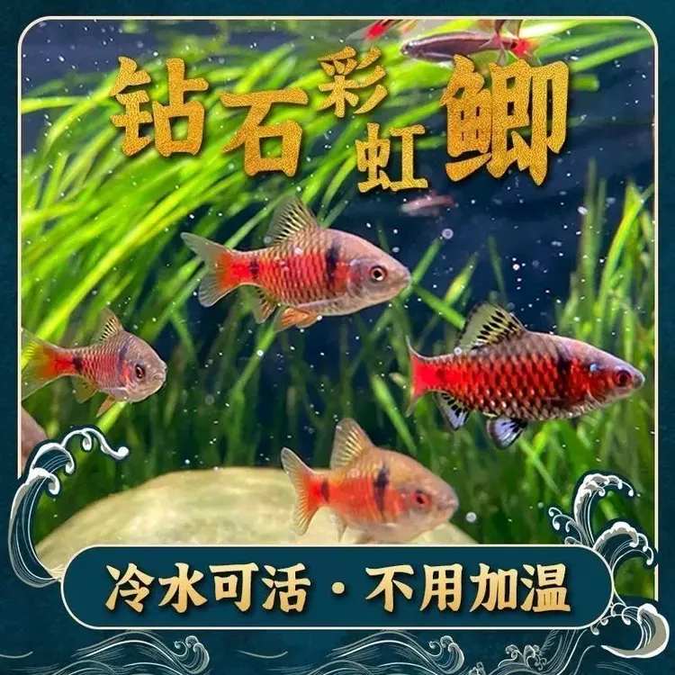 新疆包邮 钻石彩虹鲫 新手耐养 冷水 观赏鱼 群游鱼 好养鱼