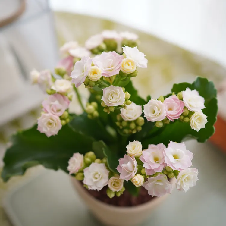 【粉色长寿花】彩色绒毛+陶瓷盆+铺面石+接水盘