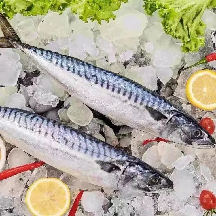 青花鱼鲭鱼青占鱼鲐鲅鱼鲜活急冻野生青鱼深海海鱼海鲜青条鱼