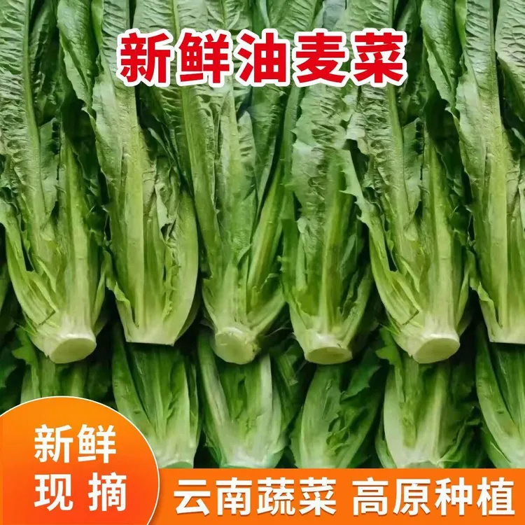 【试吃两颗】云南高山新鲜油麦菜当季时令火锅蔬菜脆嫩清甜5斤商品图