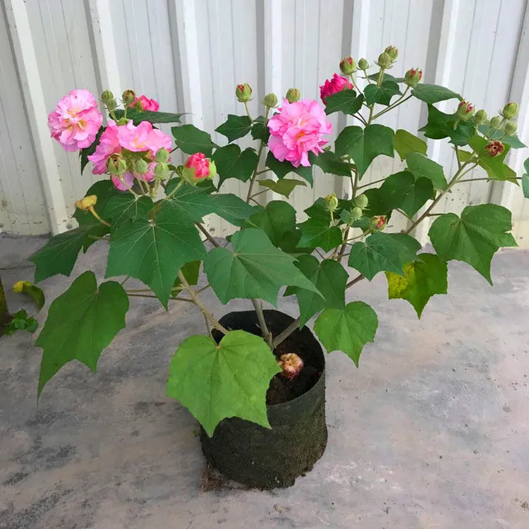 当年开花盆栽重瓣醉芙蓉花苗 木芙蓉 三醉芙蓉变色耐寒阳台外绿化