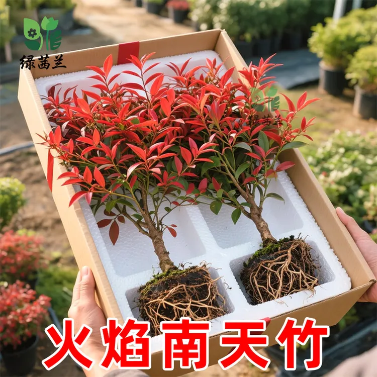 火焰南天竹盆栽真树苗客厅庭院红叶老桩落地植物耐寒竹子盆景绿植