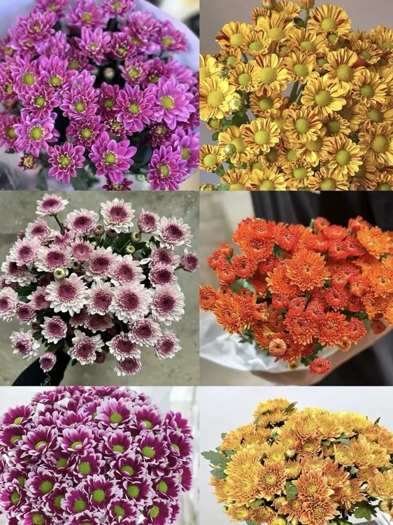 新鲜小雏菊鲜切花云南基地玫瑰直发家用水养插花多头装饰玛格丽特