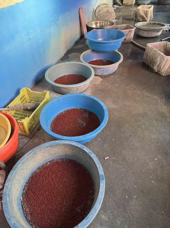 新鲜母虫喂鱼钓鱼精品饵料鱼饵拉饵打窝肉夹馍黑坑野钓适用