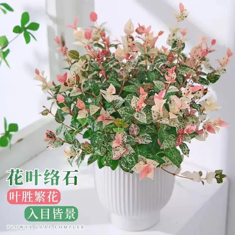 花叶络石彩叶四季花叶盆栽垂吊阳台可养庭院花卉懒人水培植物水养