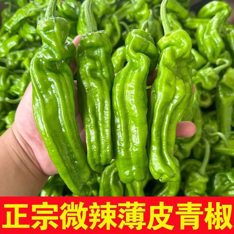 现摘现发新鲜薄皮青椒微辣不辣农家自种口感脆嫩