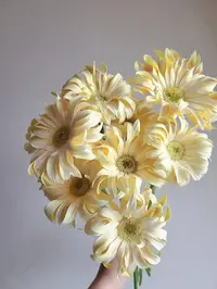 婵之语 香格里拉非洲菊  鲜切花