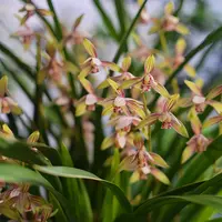 8-10花【彩虹仙子】建兰浓香兰花室内好养绿植
