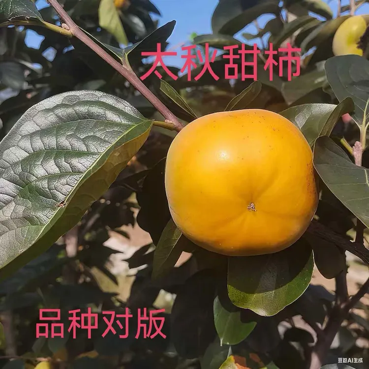 太秋甜柿嫁接苗，盆栽地栽耐旱耐寒果树苗，品种纯正，根系发达。