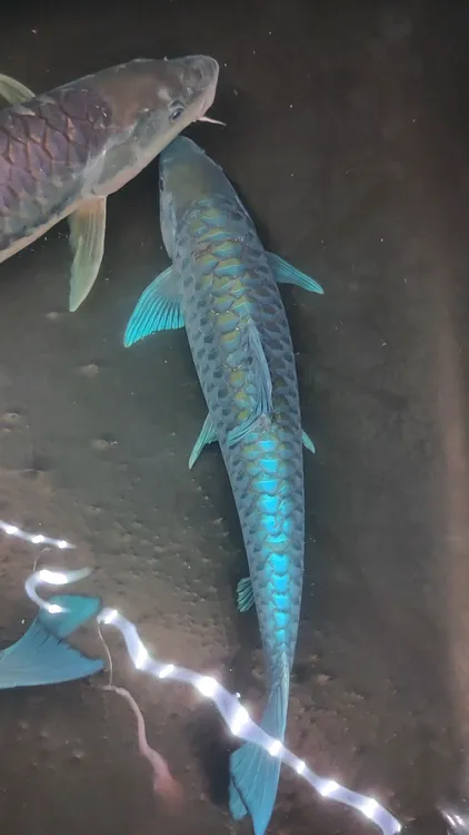 收藏级天花板异口蓝吉罗观赏鱼