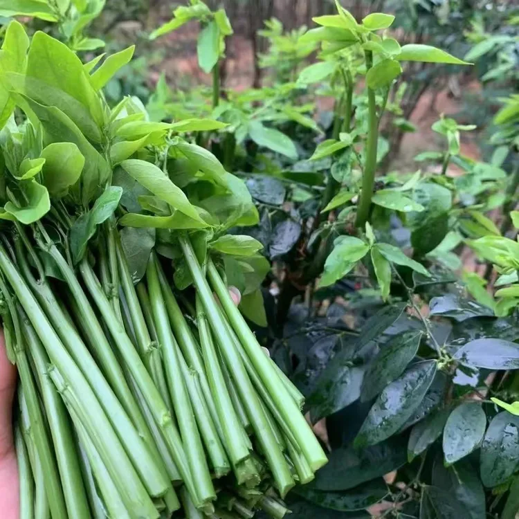 【树籽菜种子】五指山树菜种子 五指山野菜 越南菜种子四季新鲜