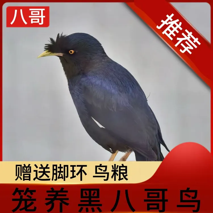 笼养黑八哥鸟可教说话(购买前请阅读商品展示页买家须知）