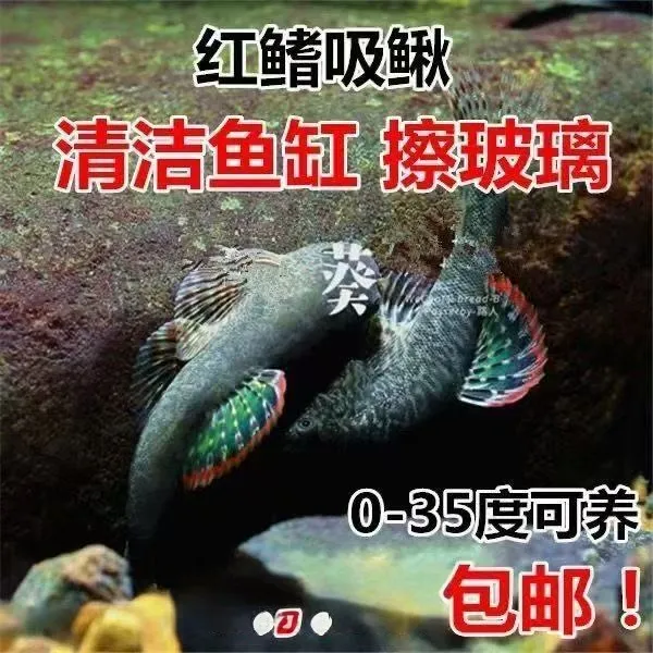 原生鱼冷水鱼麦氏吸鳅原生吸鳅长汀拟腹吸鳅耐寒耐热除藻爬岩鳅鱼