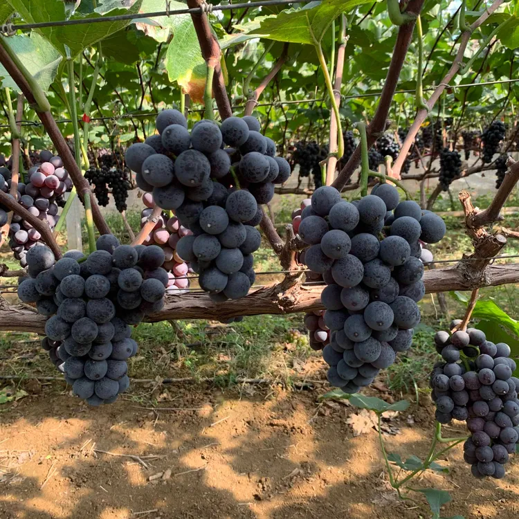 [稀有新品种]黑皇葡萄无籽新鲜巨峰杂交3/4斤山东顺丰包邮