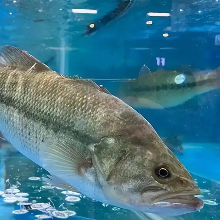淡水养殖鲈鱼苗活体加州大口黑鲈冷水路亚凶猛肉食性观赏鱼