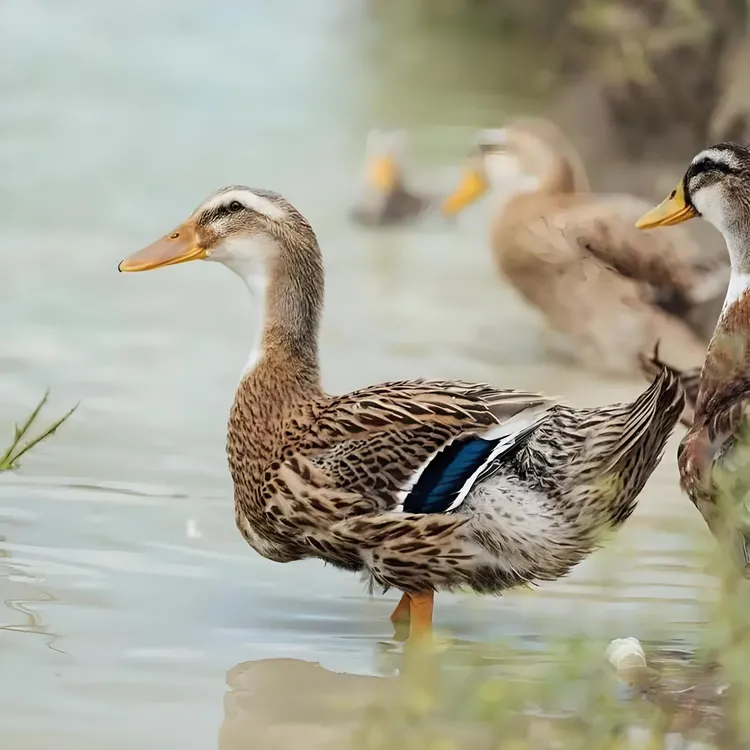 高产蛋绿壳麻鸭肉质鲜嫩 营养丰富 包邮