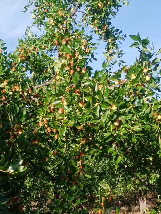 朝阳平顶大枣新鲜现摘酸甜可口果肉饱满特产辽宁省外专拍