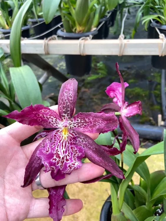 红狐狸超大花型#文心兰